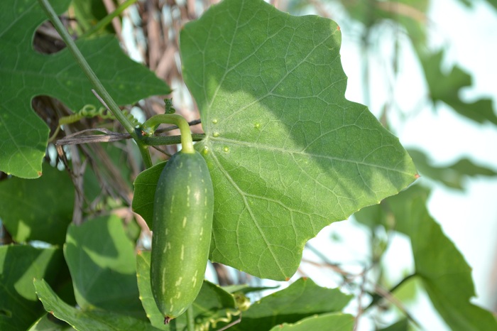 Coccinia grandis